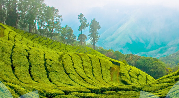 Tea Tasting